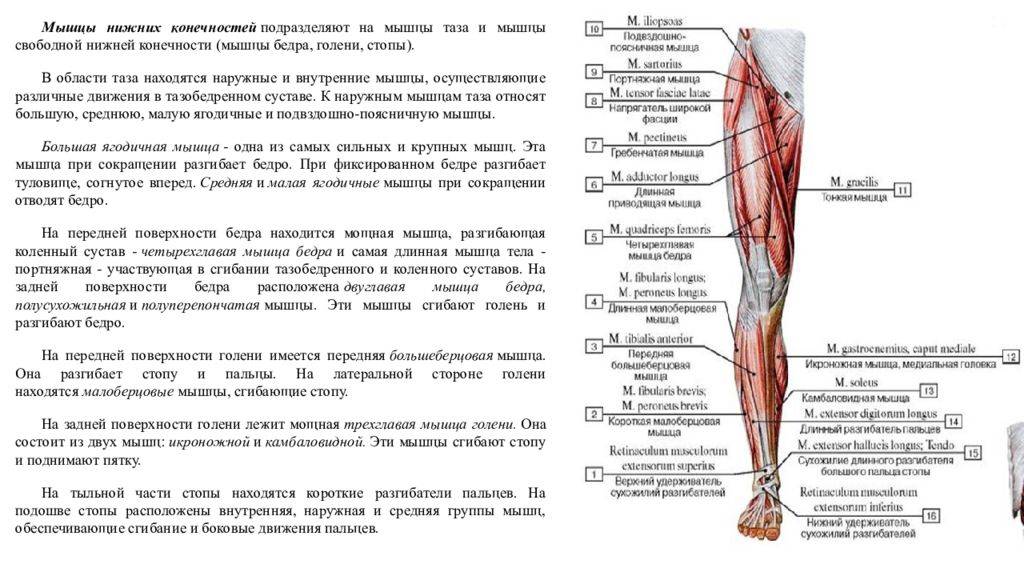 Мышцы ног и ягодиц: строение и функции