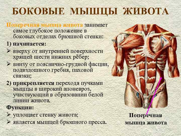 Мышцы живота. мышцы стенок брюшной полости. вспомогательный аппарат мышц живота