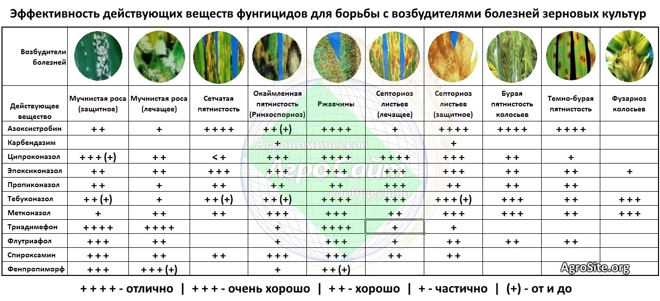 Обработка обуви от грибка: лучшие дезинфицирующие средства