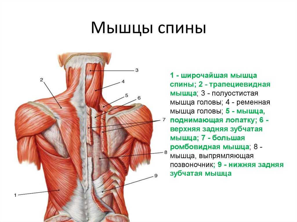 Анатомия мышц спины | строение мышц человека