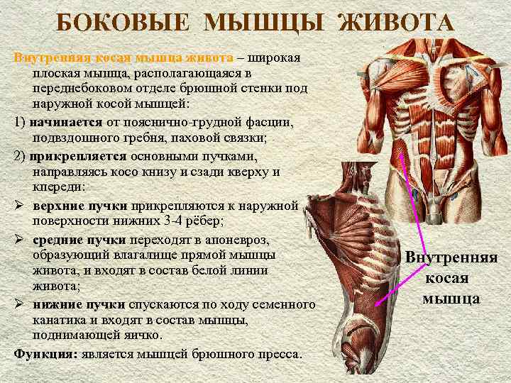 Упражнения для плоского живота или поперечной мышцы живота