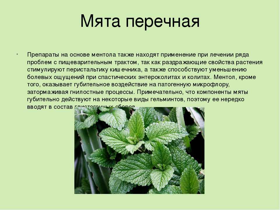 Применение эфирного масло мяты в косметологии для лица от прыщей - как фея