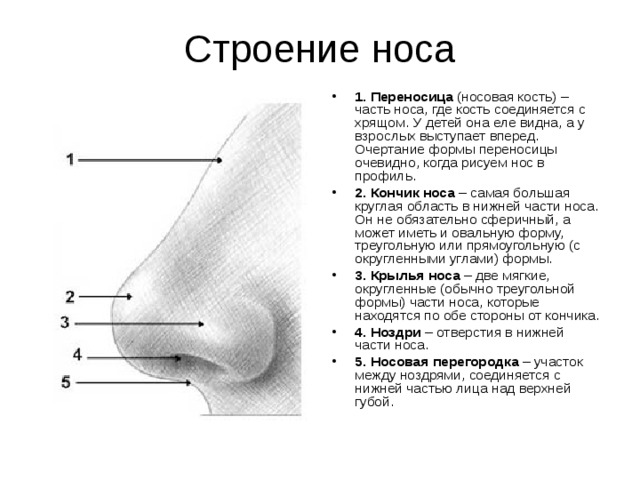 Типы носа у мужчин. как определить характер человека по форме носа? нос с горбинкой, курносый, прямой, орлиный, узкий, уточкой, большой, маленький, острый, картошкой, длинный, широкий у девушки, женщины, мужчины: какой характер? нос в форме «шарика»