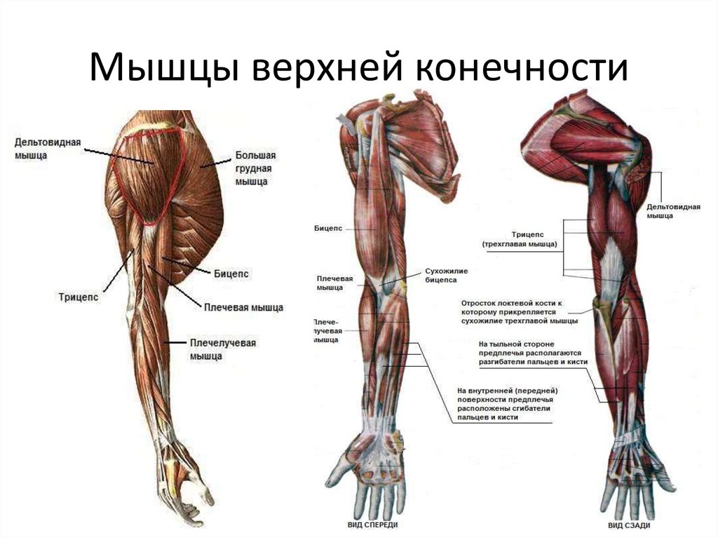 Мышцы нижней конечности: строение, функции, заболевания