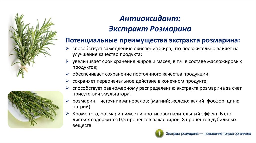 Розмарин: полезные свойства, применение в косметике и косметологии, противопоказания