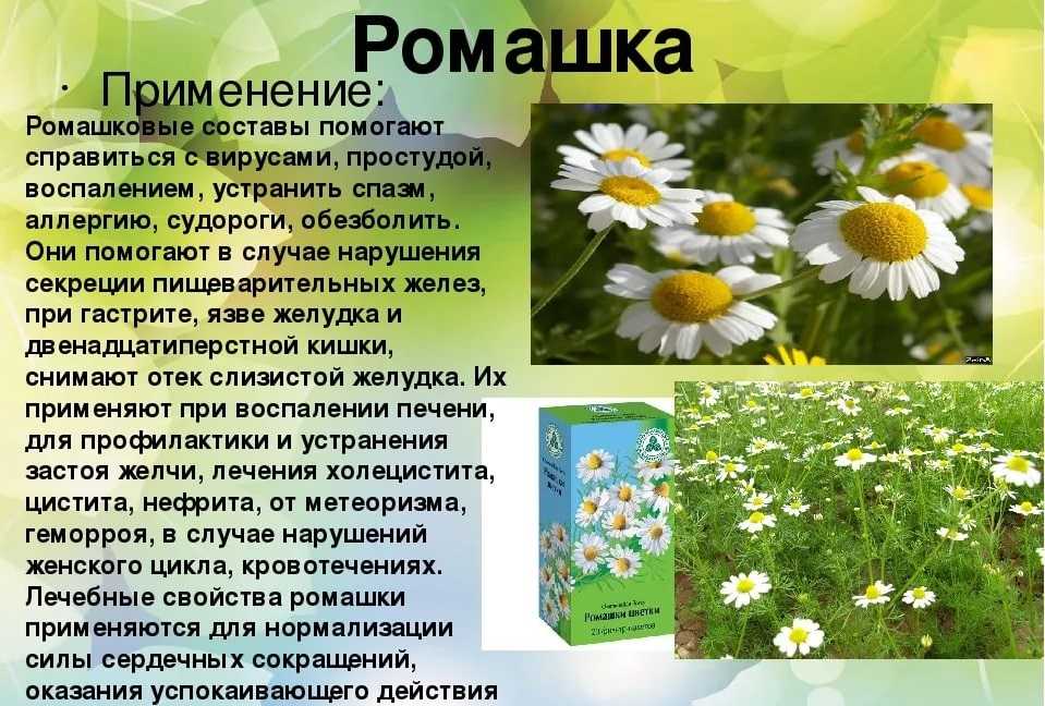 Ромашк для очищения и омоложения кожи лица - jlica.ru
