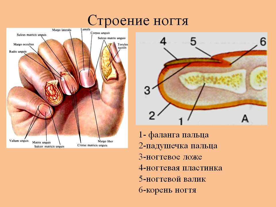 Состав кутикулы