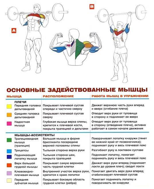 Жим гантелей сидя: развиваем плечи в кротчайшие сроки
