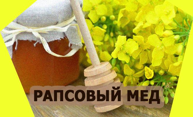Рапсовый мед: панацея от многих болезней, применение