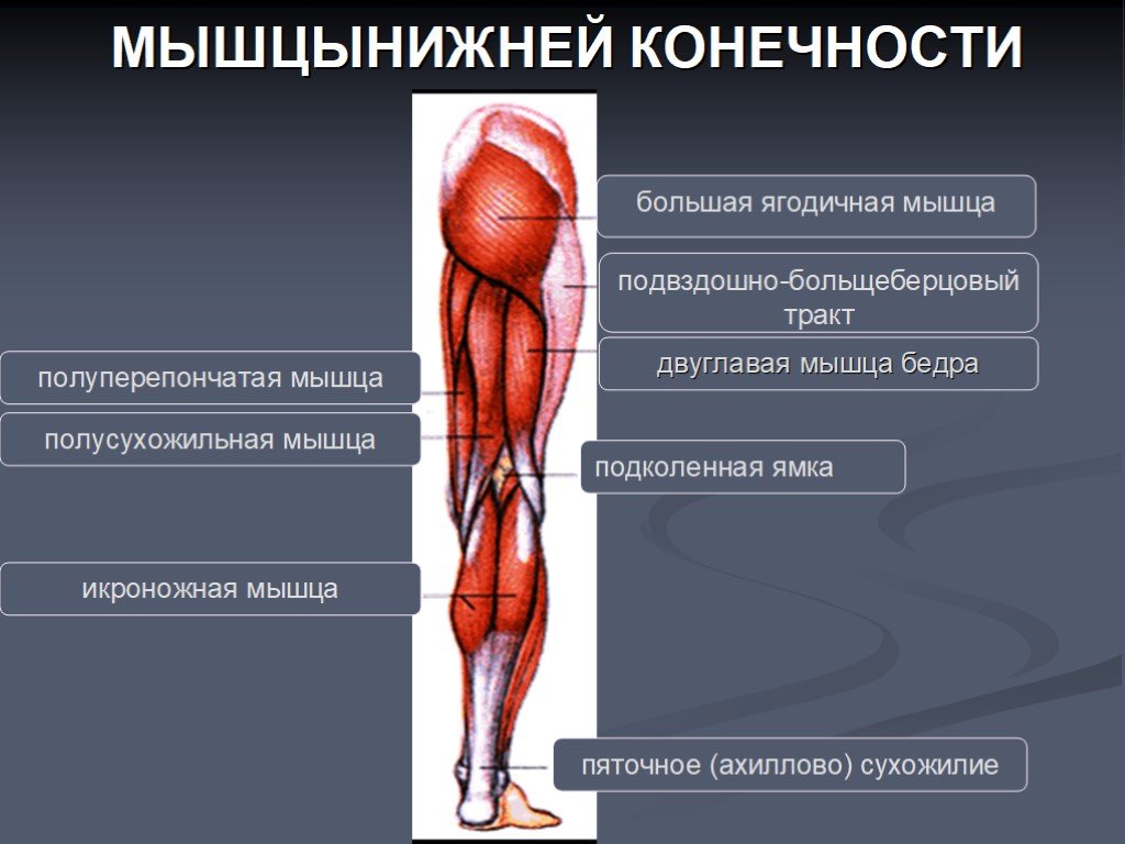 Строение мышц ног у женщин. анатомия мышц ног человека