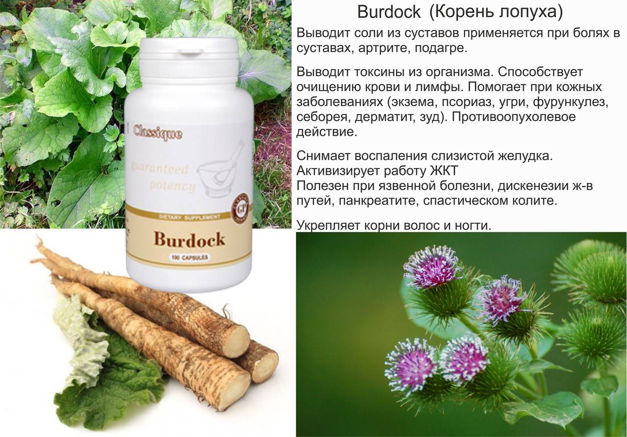 Сок лопуха - как приготовить и применять в лечебных целях
