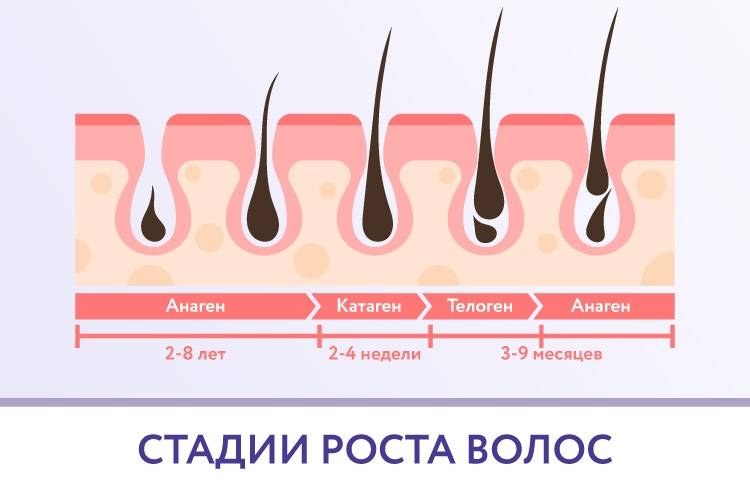На сколько отрастают волосы за год, стадии роста, советы трихолога по уходу