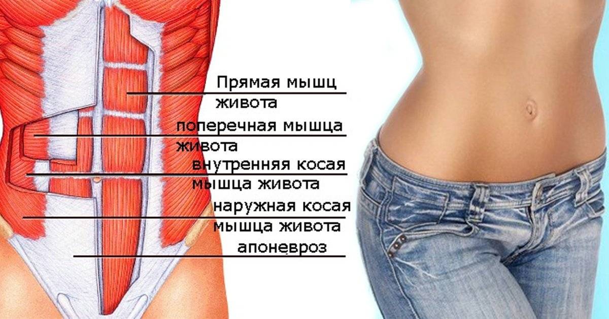 Как накачать пресс ✔ анатомия брюшных мышц и лучшие упражнения