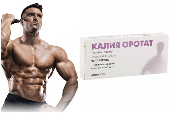 Оротат калия в бодибилдинге - как принимать препарат спортсменам, показания и побочные действия