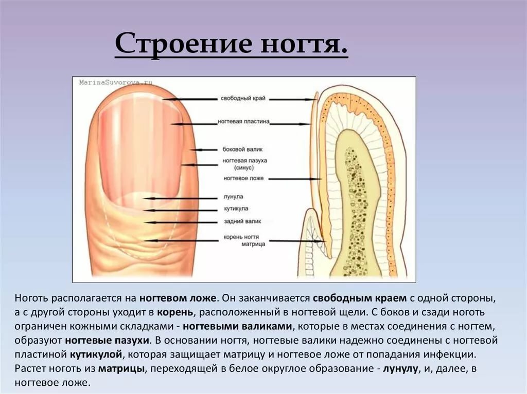 Как правильно подготовить ногти к нанесению гель-лака