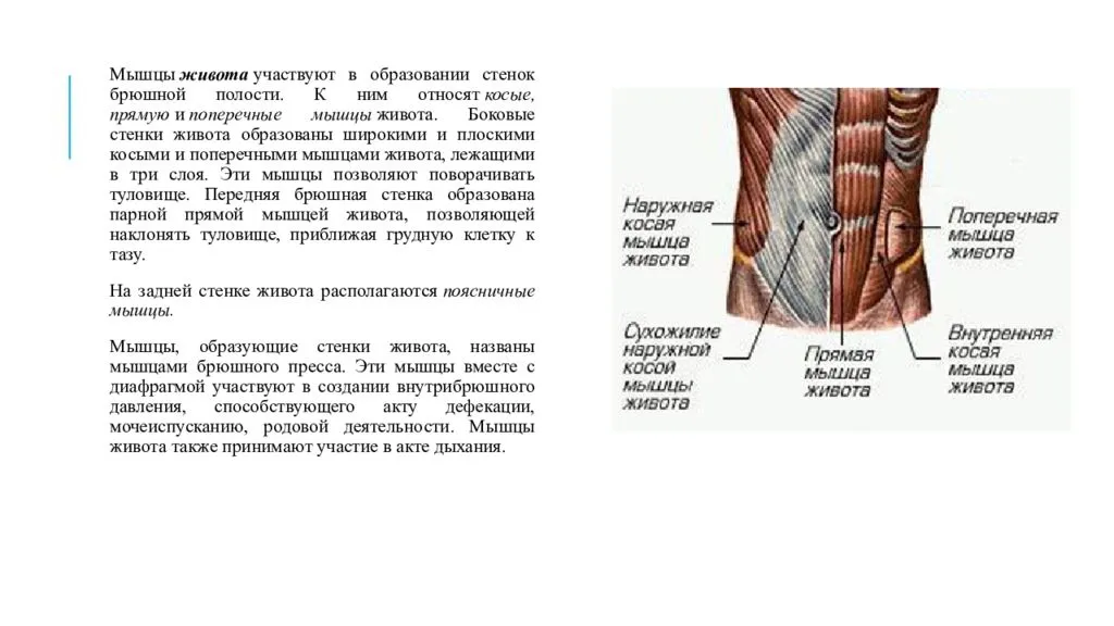 Упражнения на пресс в тренажерном зале