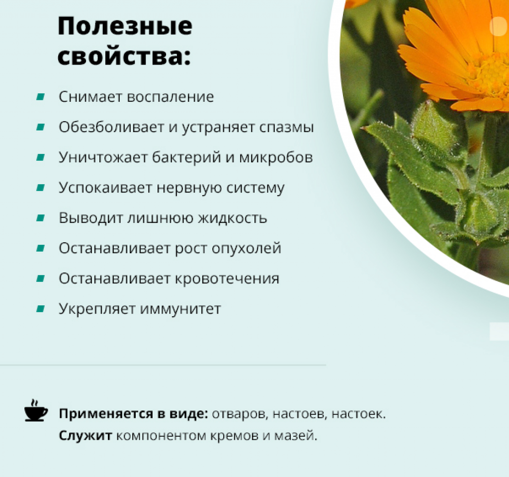 Календула: лечебные свойства и противопоказания, рецепты народной медицины, отзывы - sadovnikam.ru