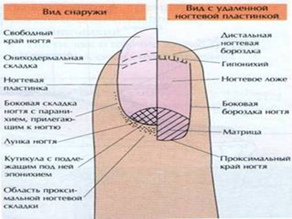 Состав кутикулы