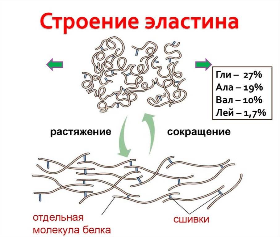 Работает ли эластин в косметике. эластин – что это такое, в чем содержится