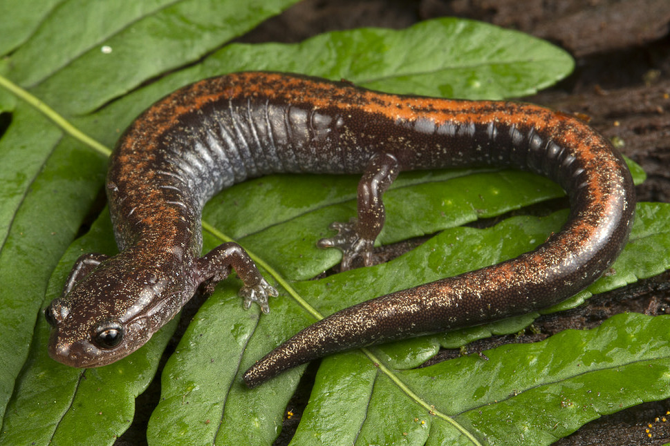 World’s largest amphibian identified as a unique species