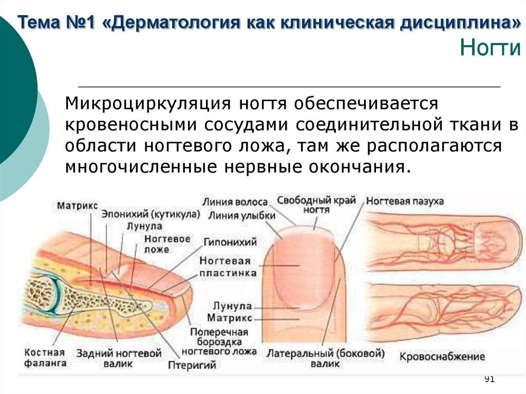 Ногти: строение, функции, заболевания