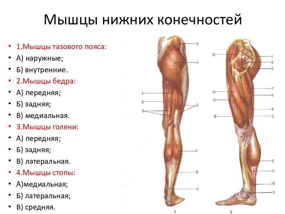 Нижних конечностей это что. Основные мышцы нижней конечности анатомия. Мышцы нижней конечности вид сбоку.