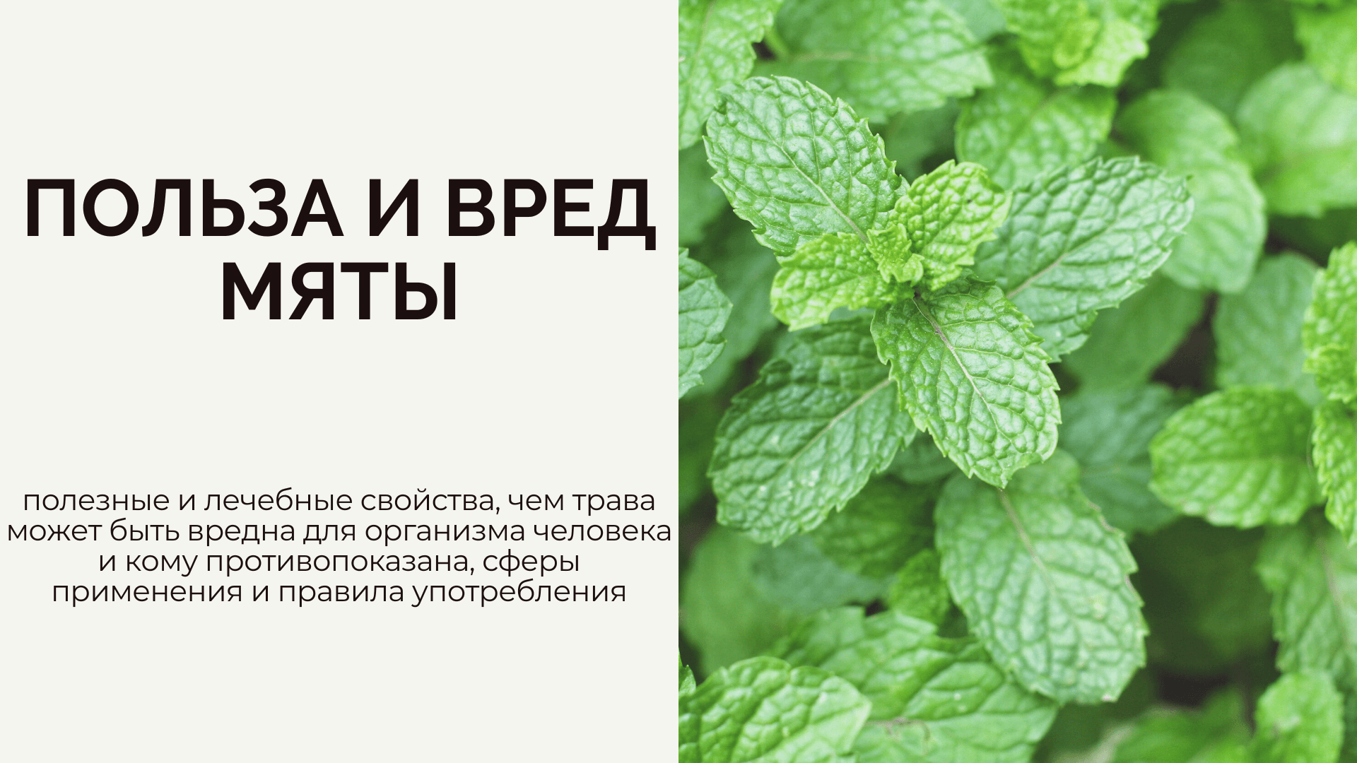 Перечная мята для лица. особенности применения