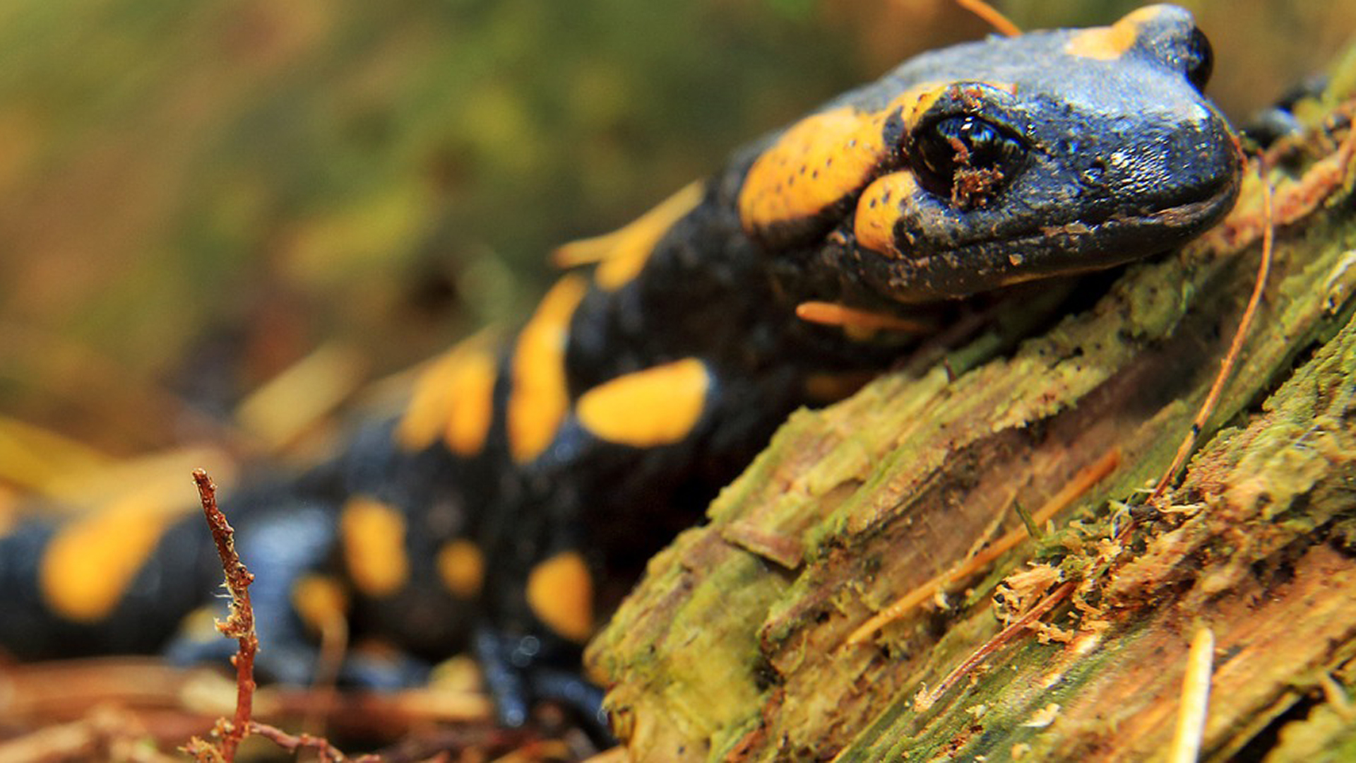 Golden salamander | rotten tomatoes