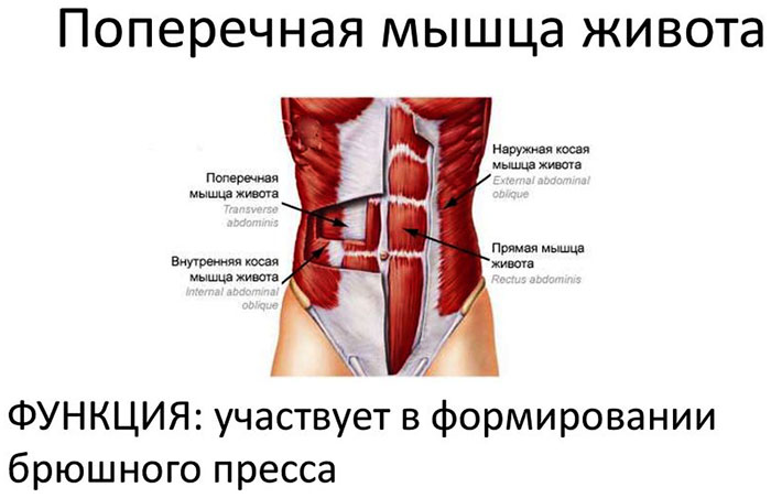 Прямая мышца живота: анатомия, функции, упражнения для женщин и мужчин