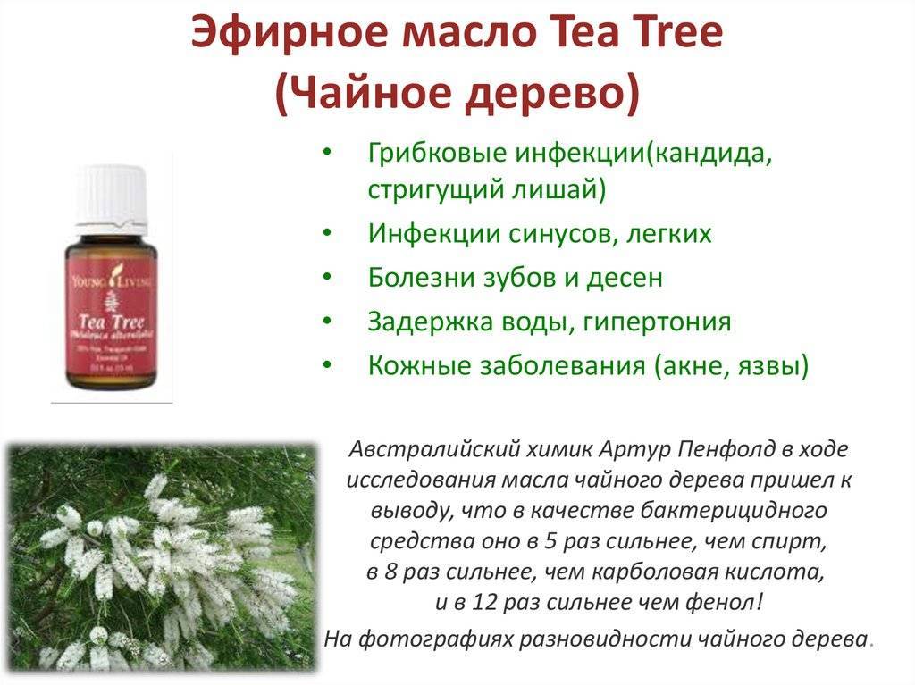 Помогает ли масло чайного дерева при грибке ногтей?