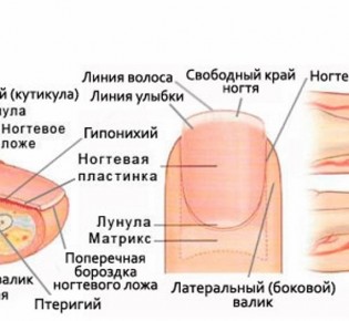Вокруг ногтей сухая кожа. почему сохнет кутикула и кожа вокруг ногтей?