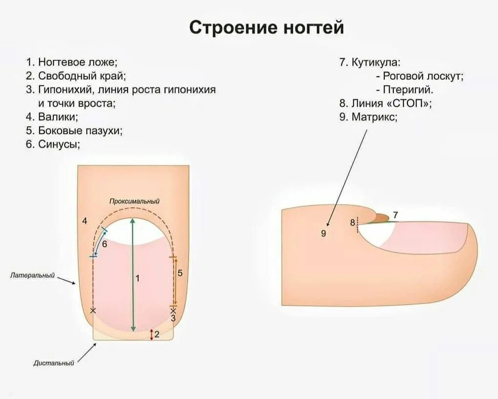 Для чего при маникюре нужно учитывать строение ногтя?