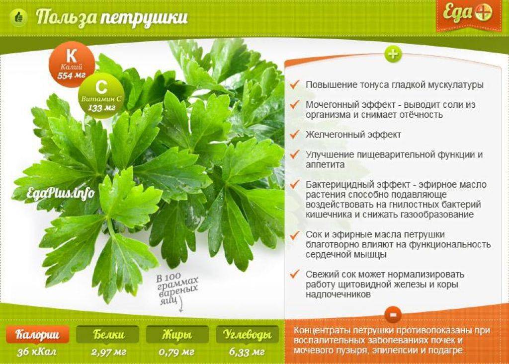 Лечебные свойства петрушки для организма человека, рецепты средств, применение в народной медицине, косметологии и ароматерапии