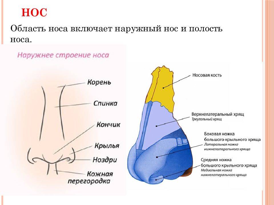 Греческий нос: какой профиль, форма, действительно ли прямой, нос у современных мужчин, женщин, девушек | marykay-4u.ru