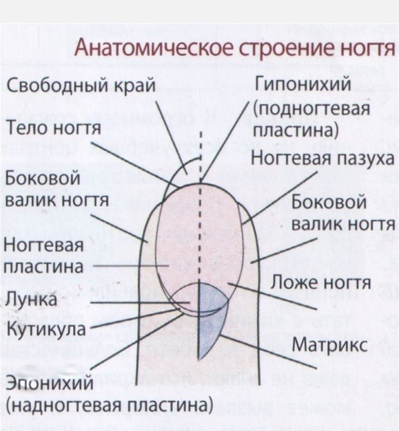 Как правильно ухаживать за ногтями
