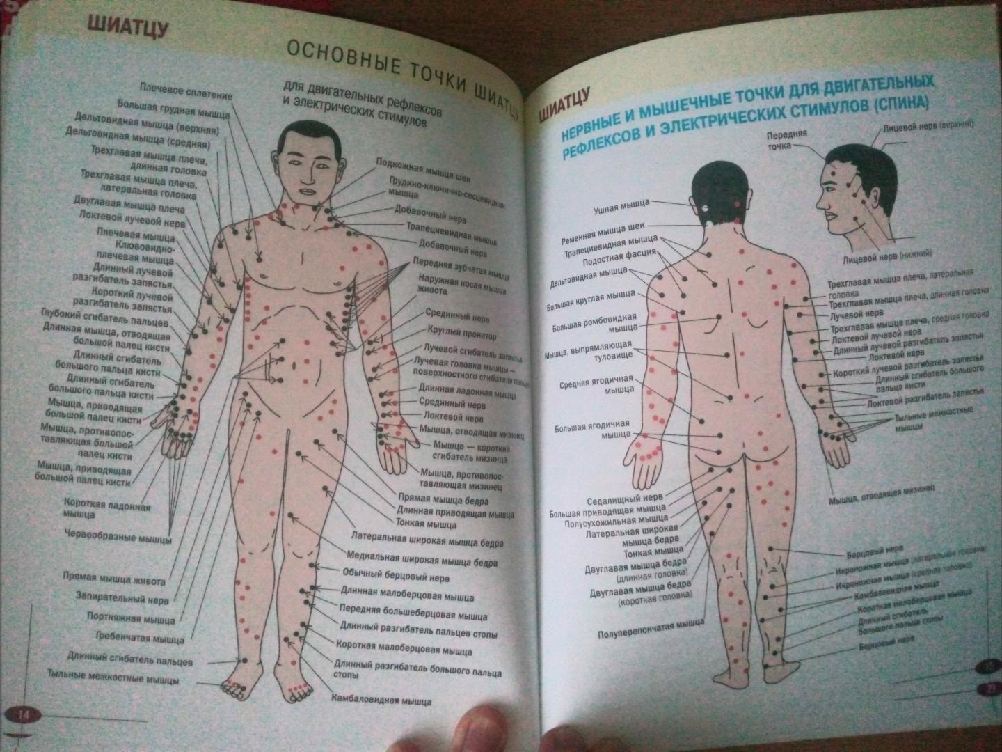 Оздоровительный точечный массаж – точки акупунктуры на теле человека