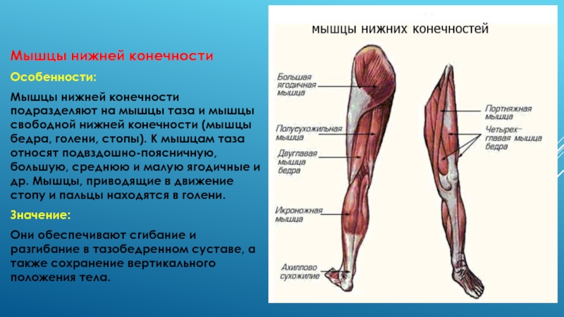 Функции верхних и нижних конечностей. Функции мышц нижних конечностей. Мышцы свободной нижней конечности мышцы голени. Поверхностные мышцы нижней конечности спереди. Мышцы нижней конечности и их функции анатомия.