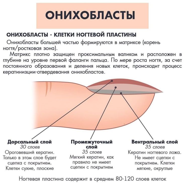 Строение ногтя: как растет, из чего состоит (фото)