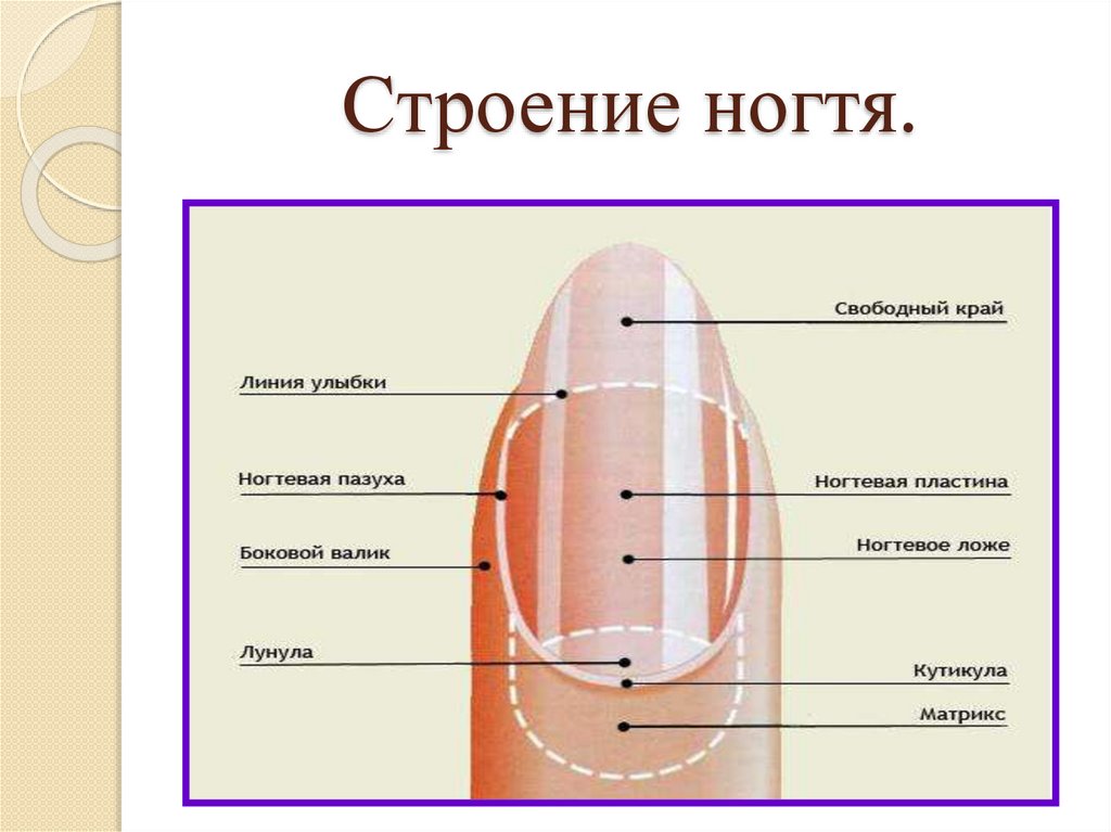 Для чего при маникюре нужно учитывать строение ногтя? | красивые ногти - дополнение твоего образа