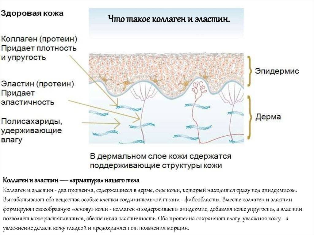 Коллаген и эластин в коже — можно ли остановить их естественное уменьшение