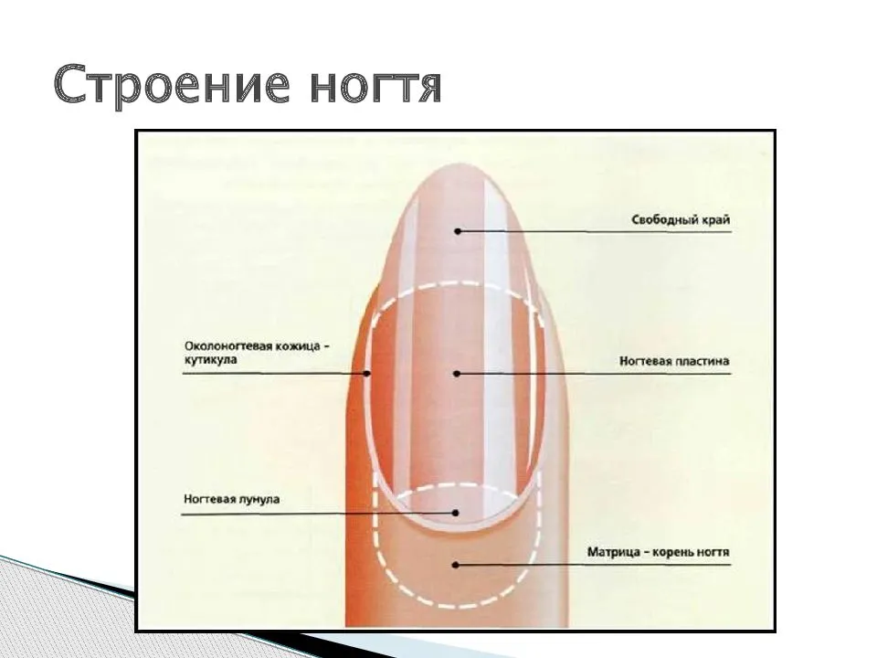 Строение ногтей и ногтевых пластин на пальцах рук и ног — знание, полезное для мастеров маникюра и не только: описание и схемы, структура, а также как растут?