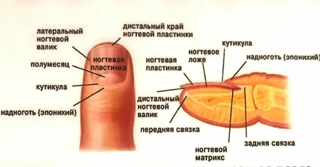 У ребенка слоятся ногти на ногах и на руках: советы комаровского