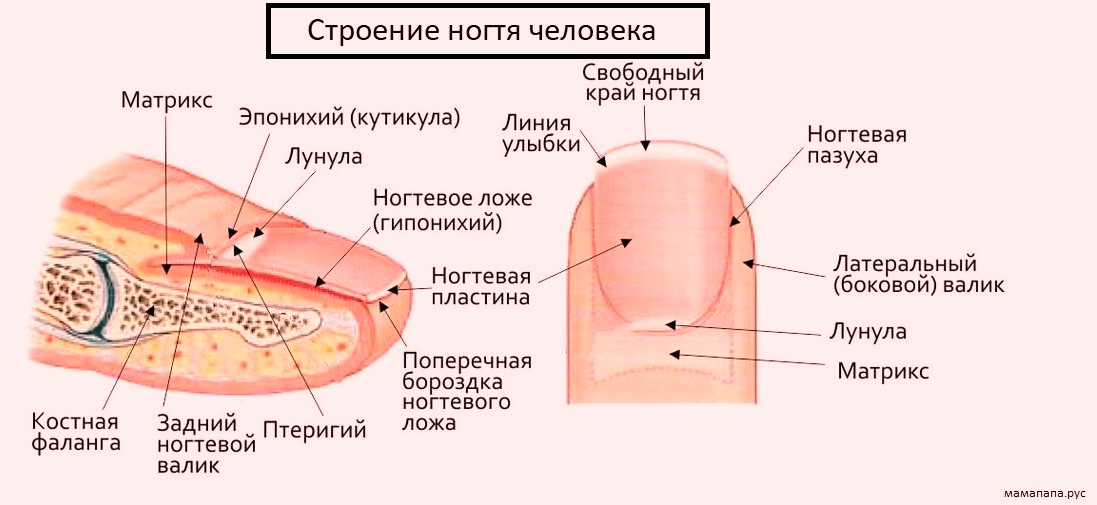 Почему цветут ногти и что при этом делать?