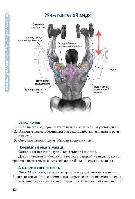 Всё про упражнение жим гантелей стоя