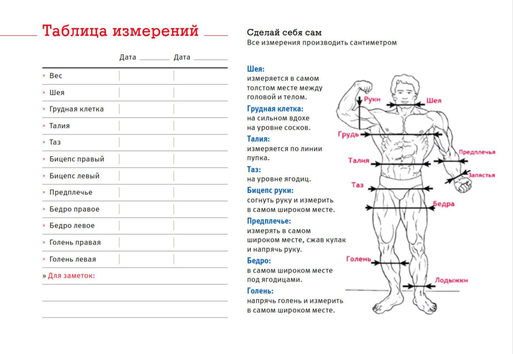 Антропометрия: что это, как правильно проводить измерения, идеальные пропорции