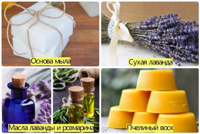 Лечебные свойства розмарина и применение в народной медицине