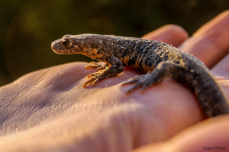 Salamandra garsault, 1764 | amphibian species of the world