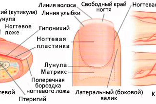 Заусенцы на пальцах рук: причины и лечение