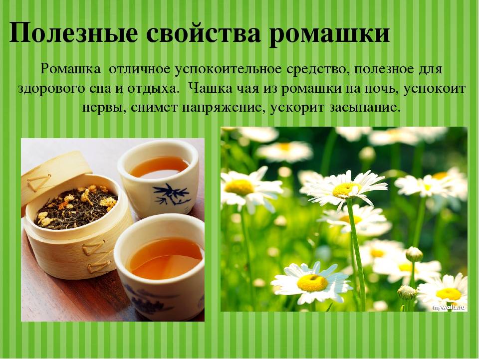 Ромашка для лица и тела: польза в домашних условиях