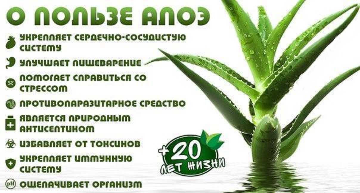 Алоэ в косметологии